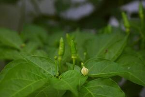pimentón pimienta prospera en un jardín foto