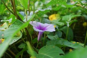 The flower with the leaves is the watercress photo