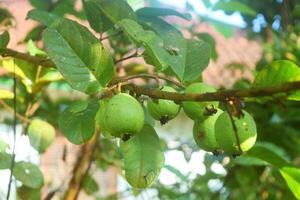 Young guavas start growing in the garden photo