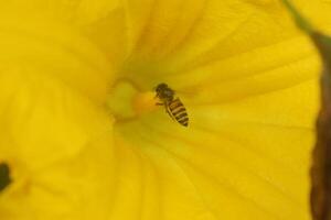 Closeup photo of honey bees approach yellow pumpkin flowers