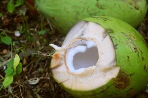 Fresh Green Coconut is already peeled photo