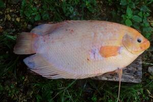 Someone cleans the scales from tilapia caught in ponds photo