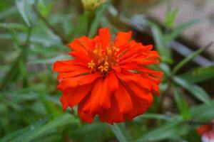 A red zinnia flower grows in the village photo
