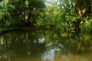 Fish water ponds are found in a village in Tasikmalaya photo