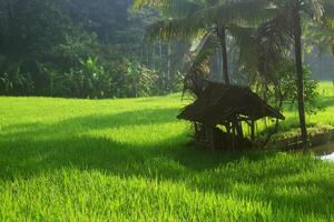 A small hut in the middle of rice fields in the village of Tasikmalaya photo