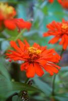 An orange zinnia flower growing fresh photo