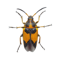 AI generated Bug isolated on transparent background png