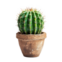 AI generated Cactus in pot isolated on transparent background png