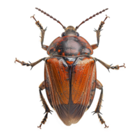 AI generated Bug isolated on transparent background png