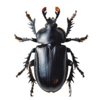 ai généré scarabée isolé sur transparent Contexte png