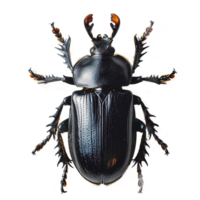 AI generated Beetle isolated on transparent background png