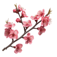 AI generated Pink cherry blossom isolated on transparent background png