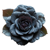 AI generated Black rose flower isolated on transparent background png