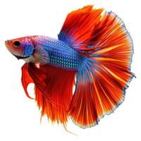 AI generated Siamese fighting fish isolated on transparent background png