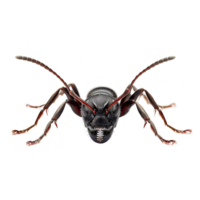 AI generated Ant isolated isolated on transparent background png