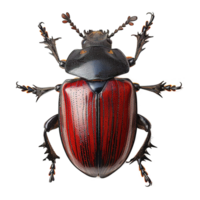 ai generado escarabajo aislado en transparente antecedentes png