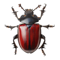 AI generated Beetle isolated on transparent background png