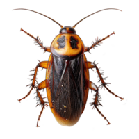 AI generated Cockroach isolated on transparent background png