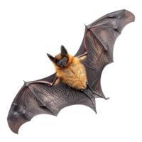 ai généré en volant chauve souris isolé sur transparent Contexte png