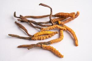 Cordyceps or Ophiocordyceps sinensis mushroom herb is fungus for used as medicine on white background. photo