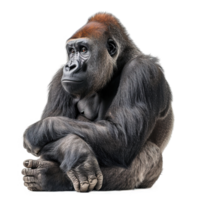 AI generated Front view of a Western Lowland Gorilla isolated on transparent background png