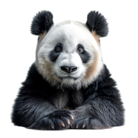 ai generiert Riese Panda isoliert auf transparent Hintergrund png