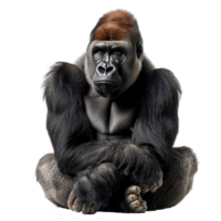 ai generiert weiblich Gorilla Sitzung isoliert auf transparent Hintergrund png