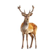 AI generated Fallow deer isolated on transparent background png