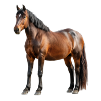 ai gerado cavalo isolado em transparente fundo png