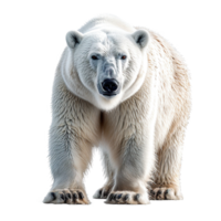 ai generado polar oso aislado en transparente antecedentes png