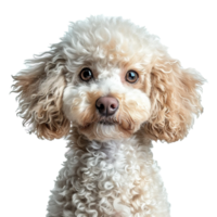 ai gerado retrato do uma cachorro poodle isolado em transparente fundo png