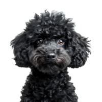 ai généré portrait de une noir chien caniche isolé sur transparent Contexte png