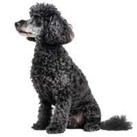 AI generated Black poodle sitting and looking up isolated on transparent background png