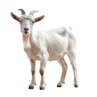 AI generated White goat isolated on transparent background png