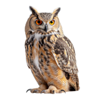 AI generated Owl isolated on transparent background png