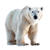 ai generado polar oso aislado en transparente antecedentes png