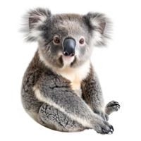 ai generiert süß Koala isoliert auf transparent Hintergrund png