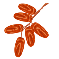 datums fruit illustratie png