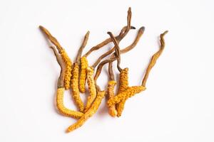 Cordyceps or Ophiocordyceps sinensis mushroom herb is fungus for used as medicine on white background. photo