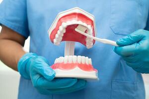 Asian dentist cleaning teeth of dental model with tooth brush for patient and studying about dentistry. photo