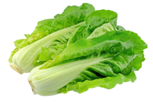 AI generated Fresh Lettuce Leaves on Transparent Background png