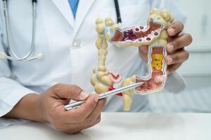 Intestine, appendix and digestive system, doctor holding anatomy model for study diagnosis and treatment in hospital. photo