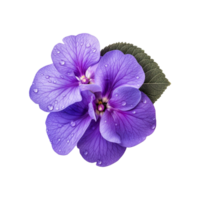 ai généré africain violet fleur isolé sur transparent Contexte png