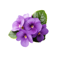 ai generiert afrikanisch violett Blume isoliert auf transparent Hintergrund png