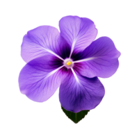 ai generiert afrikanisch violett Blume isoliert auf transparent Hintergrund png