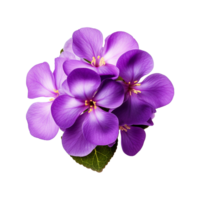 ai généré africain violet fleur isolé sur transparent Contexte png