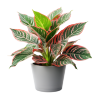 ai generado aglaonema planta aislado en transparente antecedentes png