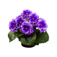 ai generiert afrikanisch violett Blume isoliert auf transparent Hintergrund png