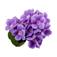 ai generiert afrikanisch violett Blume isoliert auf transparent Hintergrund png