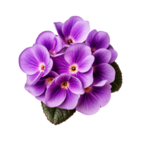 ai generiert afrikanisch violett Blume isoliert auf transparent Hintergrund png